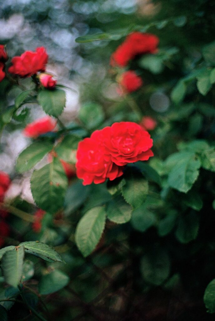 woody-shrub-rose
